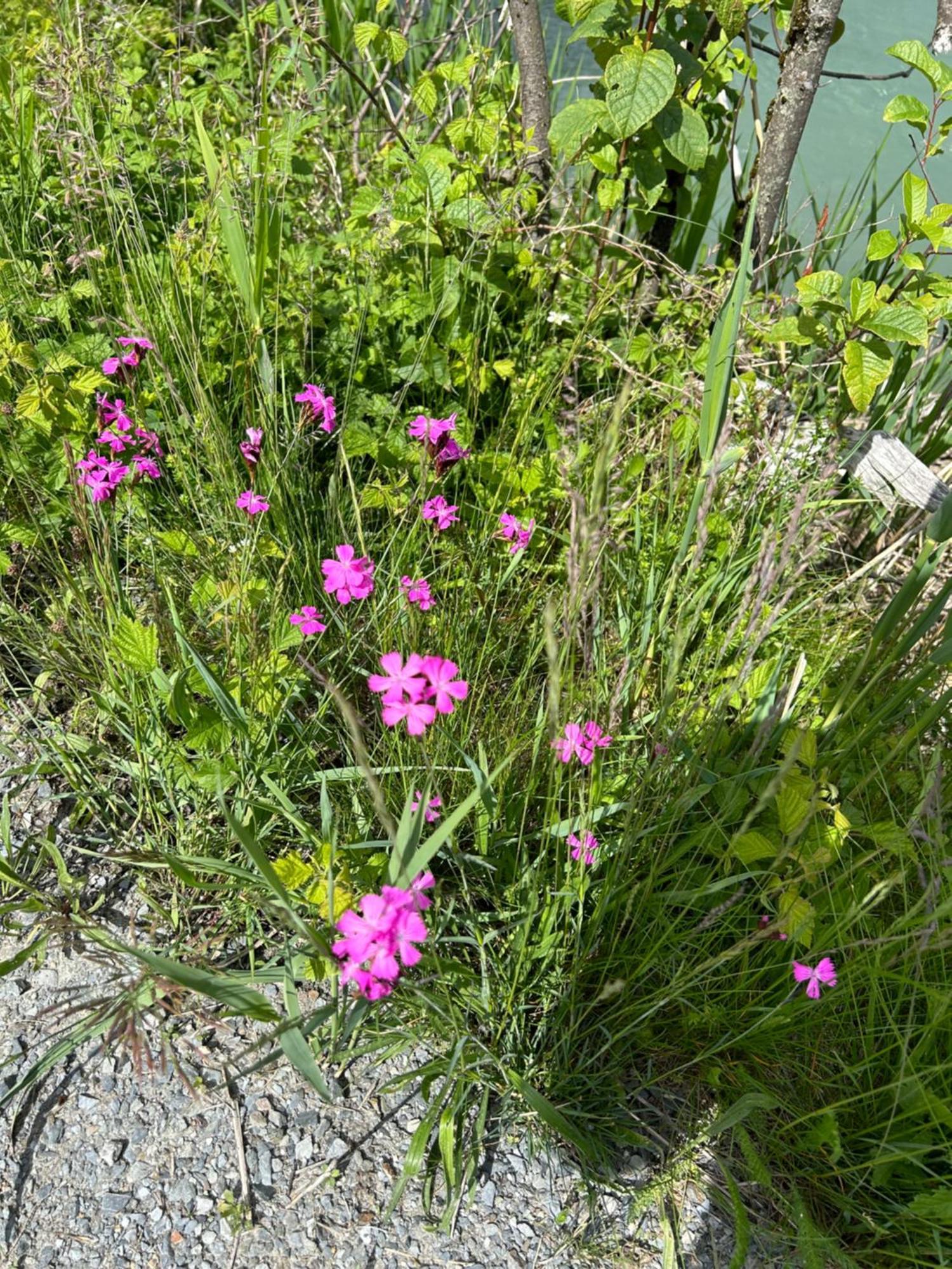 דירות קפרון Haus Laubreuter מראה חיצוני תמונה